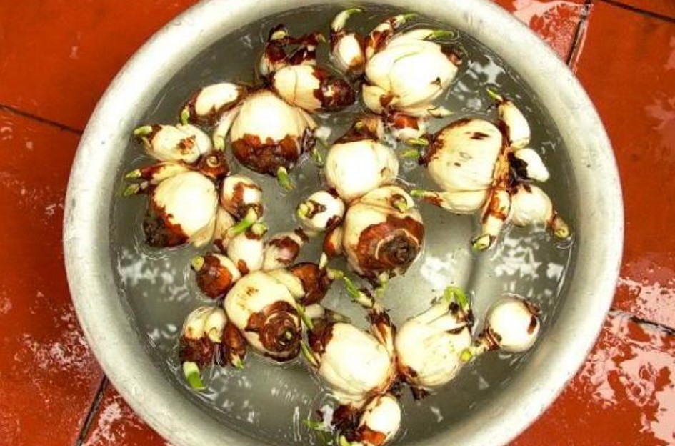 Cách Trồng Hoa Thủy Tiên Bằng Sỏi Để Dành Đón Tết | Cooky.vn