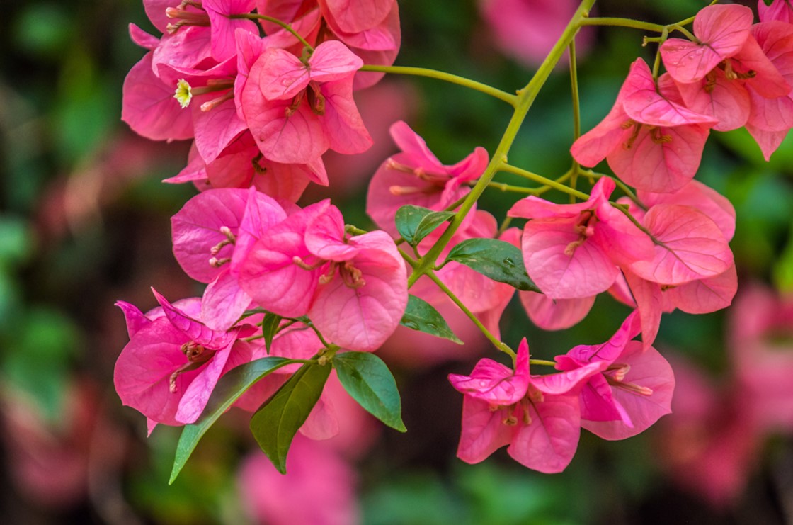 Bougainvillea sand. Pyramid Extra - The Nunhead Gardener