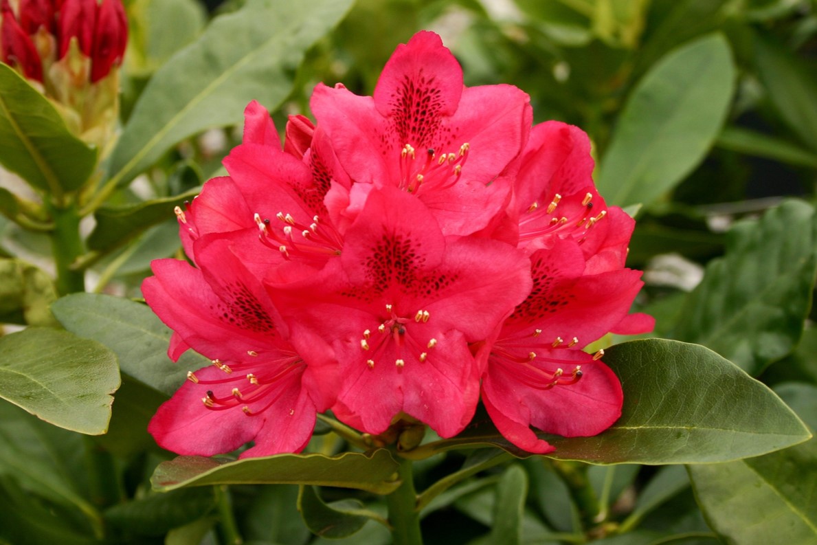 Rhododendrons and Azaleas