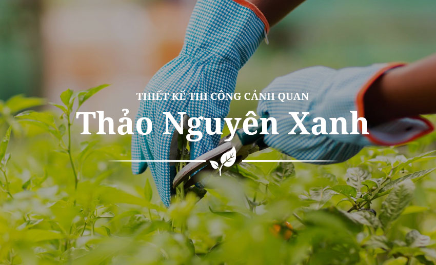 Thao nguyên xanh