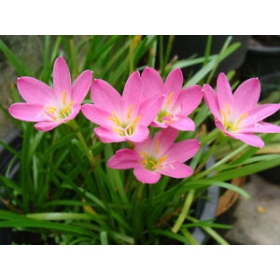 Cây Hẹ hồng