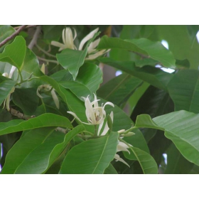 cay-ngoc-lan-ta