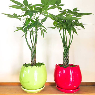 Những loại cây phù hợp với người mệnh Kim