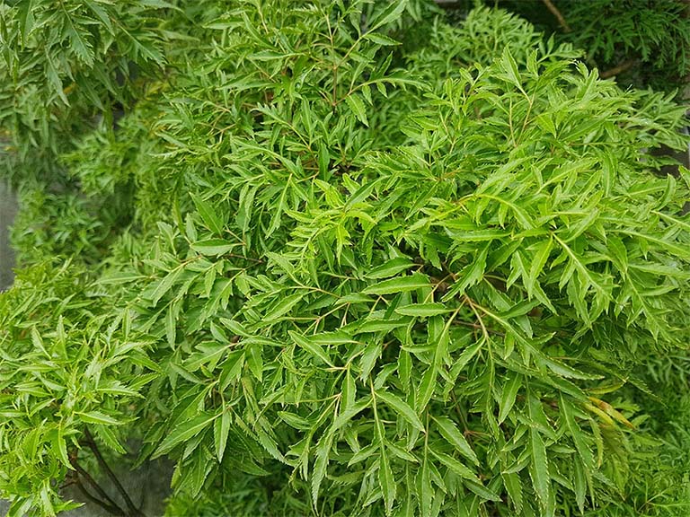 Công dụng của cây Đinh lăng