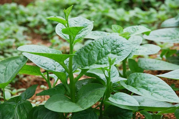 Các loại rau xanh dễ trồng tại nhà