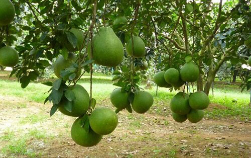 Những công dụng tuyệt vời của trái Bưởi