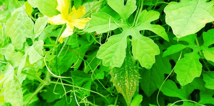 Công dụng cây Khổ qua rừng