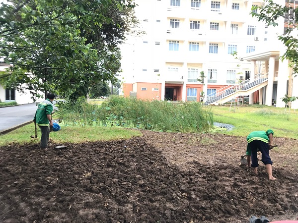 Tìm hiểu về sùng ăn rễ cây và cách phòng trừ