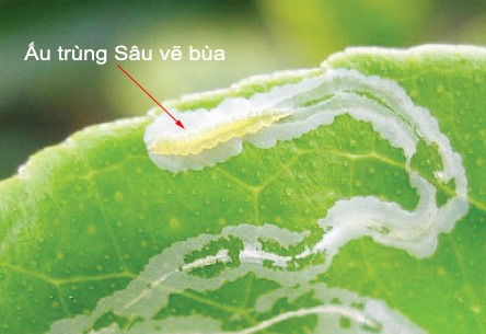 Cách trị sâu vẽ bùa gây hại cho cây trồng
