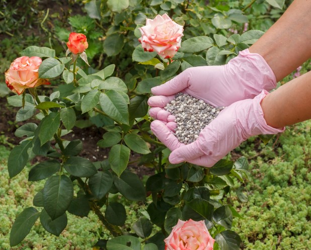 Biện pháp giải độc cho hoa hồng khi sử dụng nhiều phân bón