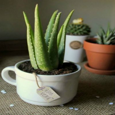 Những loại cây cảnh giúp bạn có giấc ngủ ngon