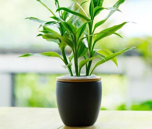 8 loại cây thủy sinh giúp làm đẹp văn phòng