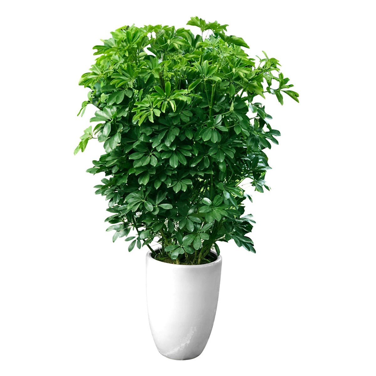 Gợi ý những loại chậu thường sử dụng trong sân vườn