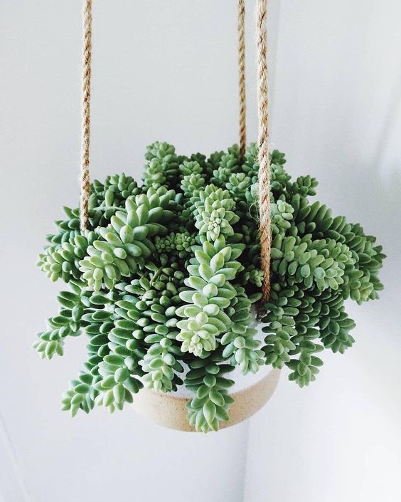 Những loại cây chậu treo giúp tô điểm thêm cho ngôi nhà của bạn