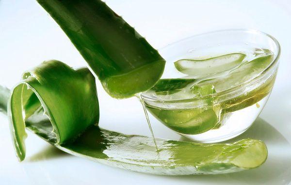 10 công dụng của cây Nha đam
