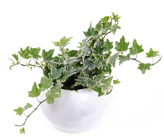 Những loại cây treo dễ chăm sóc, thích hợp trồng ban công