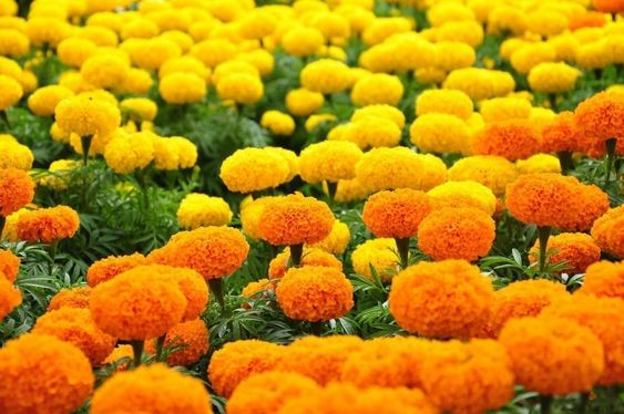 Ý nghĩa hoa Vạn thọ ngày Tết