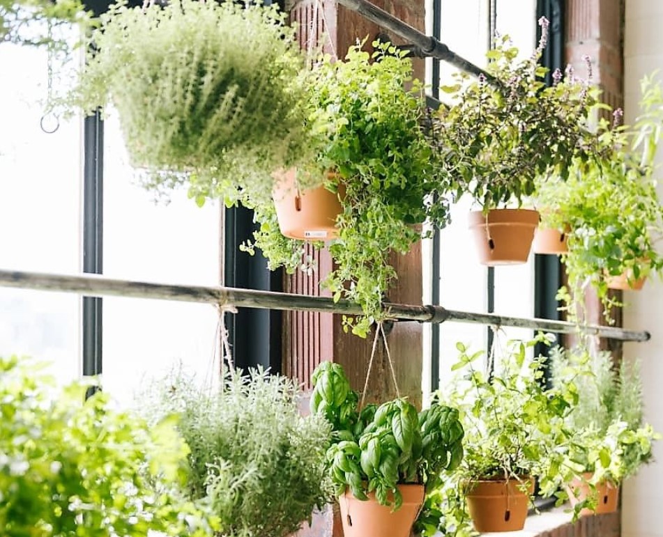 Kỹ thuật chăm sóc cây giỏ treo luôn xanh tốt