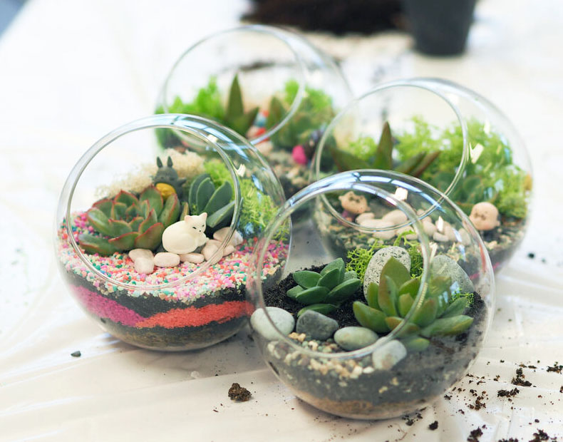 Tổng hợp các loài sen đá thích hợp trang trí trong Nghệ thuật Terrarium