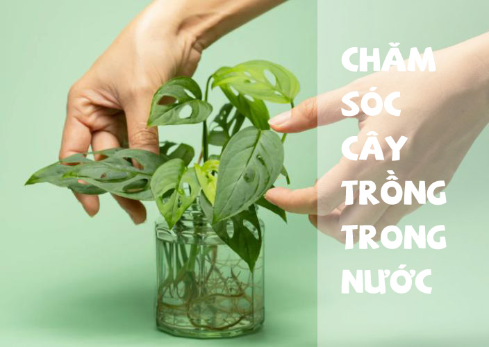 Kỹ thuật chăm sóc cây kiểng trồng trong nước