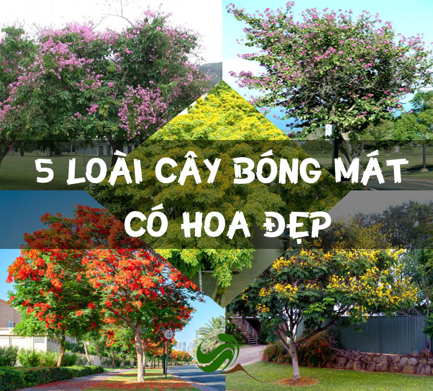 5 loài cây bóng mát có hoa đẹp được ưa chuộng