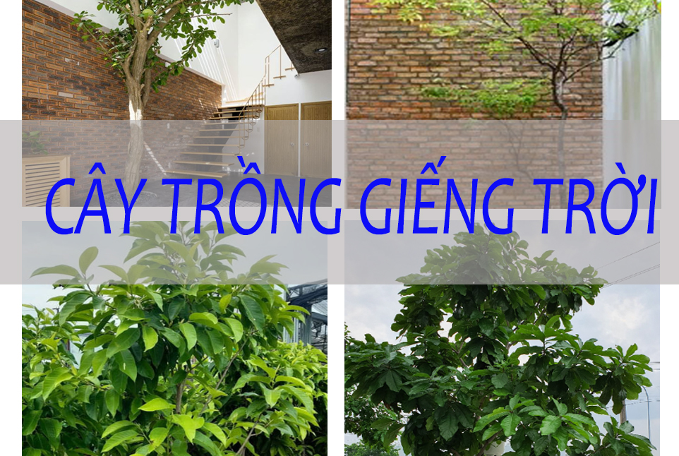Các loài cây thích hợp trồng ở giếng trời