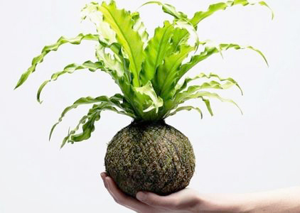Kokedama xu hướng trồng cây độc đáo từ Nhật Bản