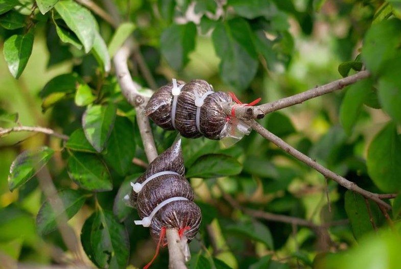 Kỹ thuật chiết cành