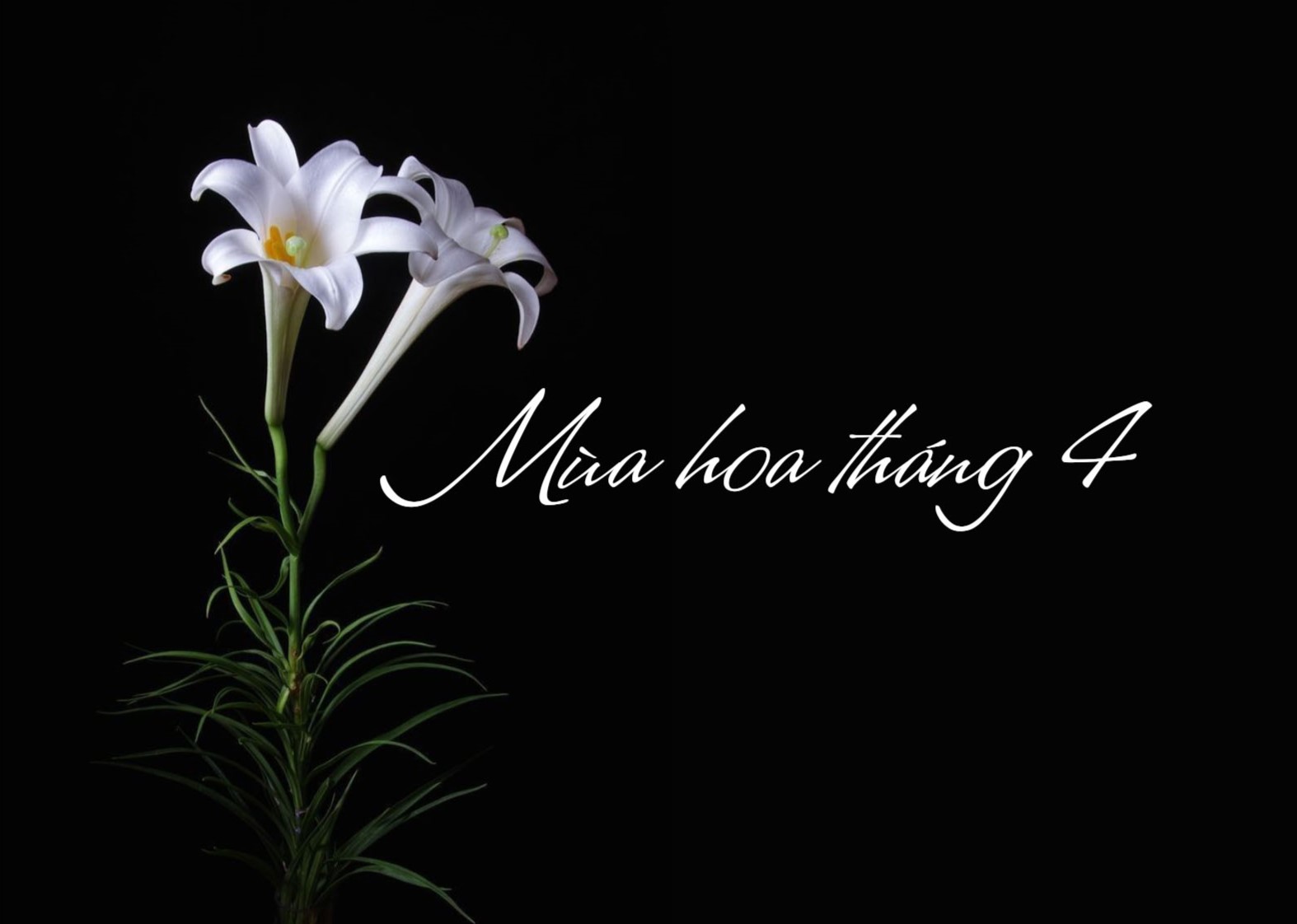 mua-hoa-thang-4